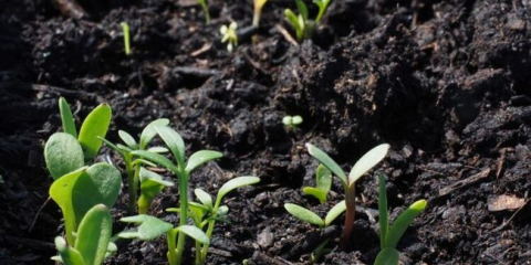 Jak připravit půdu pro sazenice s vlastními rukama